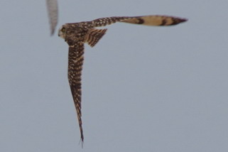 Falco eleonorae - Eleonorenfalke